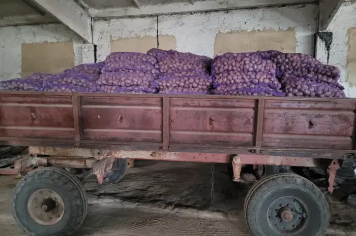 Продам картофель большой семенной.рівєра пікасо арізона балароса коломбо- фото № 11