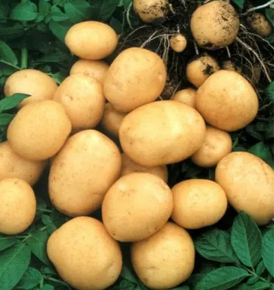 Картофель Аризона упаковка 2.5кг. 1-я репродукция- фото № 1