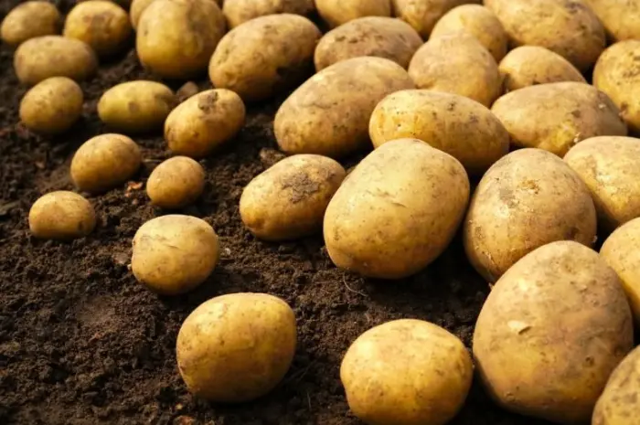 Продажа оптовой качественной картошки- фото № 1
