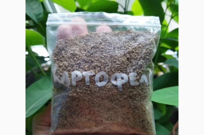 Продам семена картофеля (конкретно семена- фото № 1