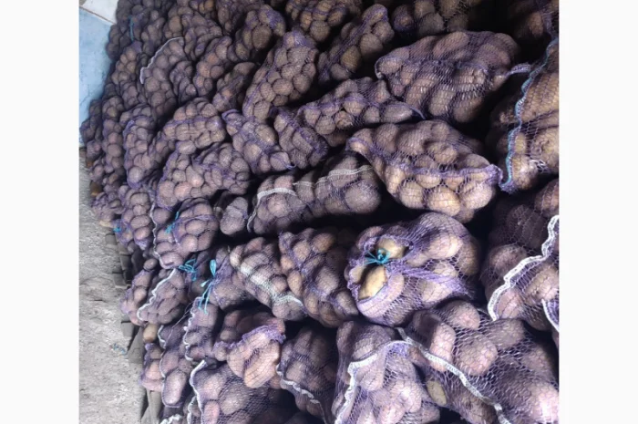 Продаю товарну картоплю оптом- фото № 1