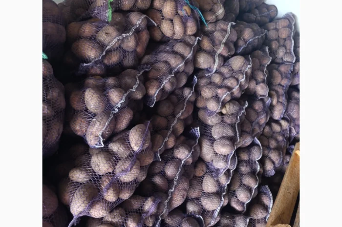 Продаю товарну картоплю оптом- фото № 2