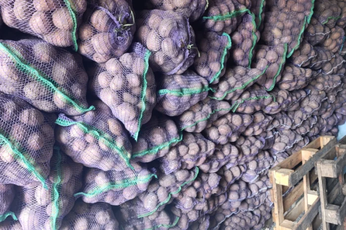 Продаю товарну картоплю оптом- фото № 3