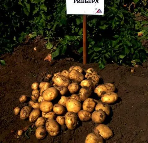 Продам насіння картоплі Рів'єра. Друга репродукція. Доставка по Україні- фото № 1