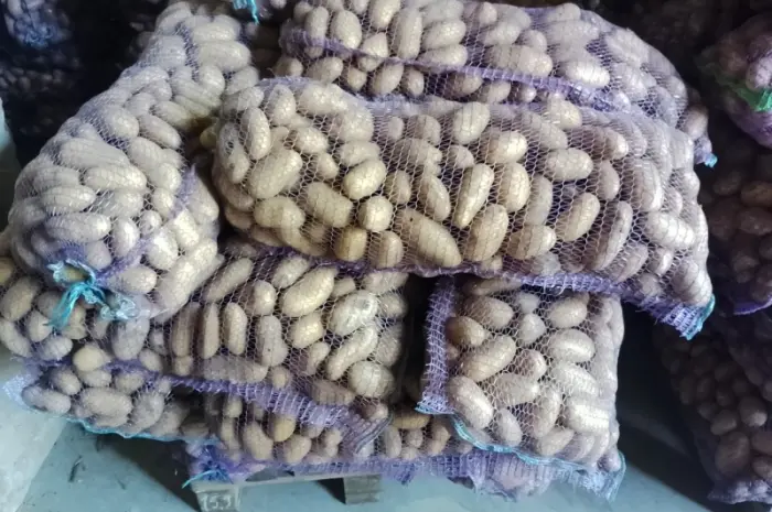 Продам картофель с песка от населения крупный и семенной- фото № 2