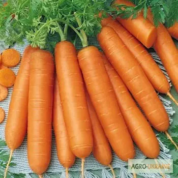 Продам семена моркови Берликум- фото № 1