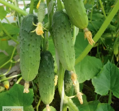 Продам семена Огурец Бочковой- фото № 1