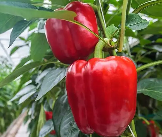 Продам семена перця Гранатова Турецька Долма- фото № 1