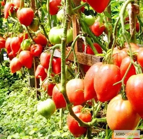Продам семена Томат Чудо Земли- фото № 1