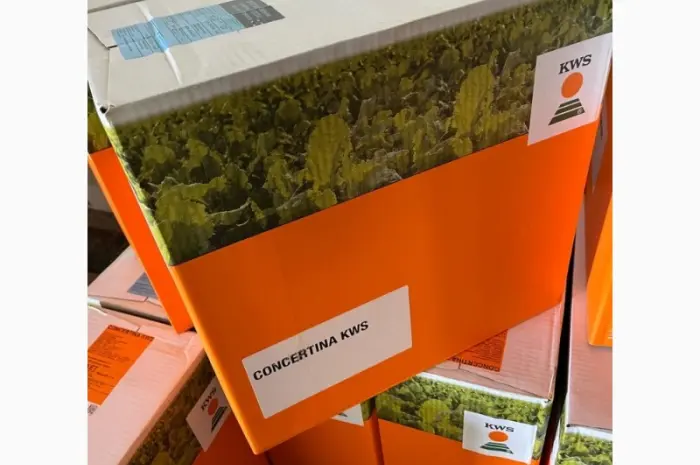 Концертіна КВС - насіння буряка цукрового- фото № 1
