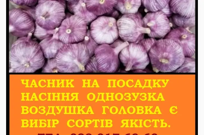 Продам чеснок Любаша ВОЗДУШКА семена от 5 кг- фото № 2