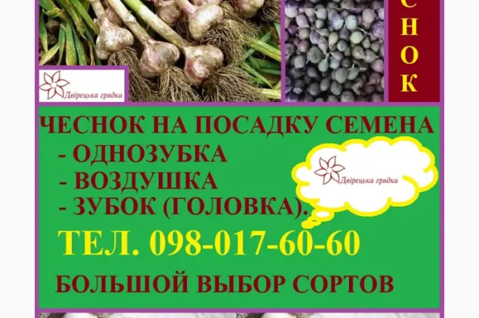 Семена чеснока на посадку воздушка качество 100%- фото № 20
