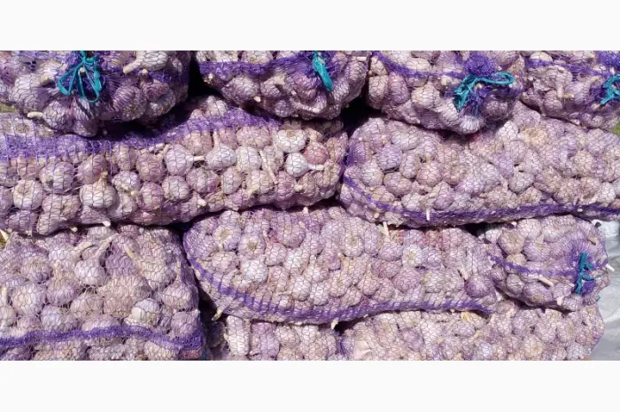 Чеснок бронь 1 репродукция от "АГРО-ГАРЛИК"- Любаша- фото № 3