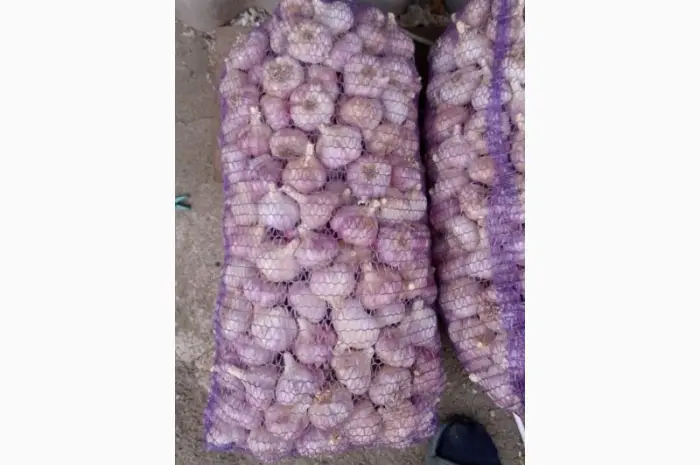Чеснок бронь 1 репродукция от "АГРО-ГАРЛИК"- Любаша- фото № 4
