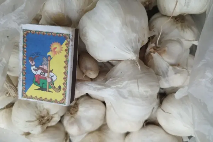 Продам чеснок озимый большой и на посадку 1 репродукции- фото № 1