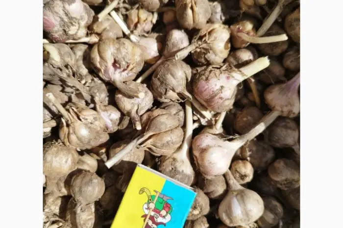 Продам чеснок озимый большой и на посадку 1 репродукции- фото № 3