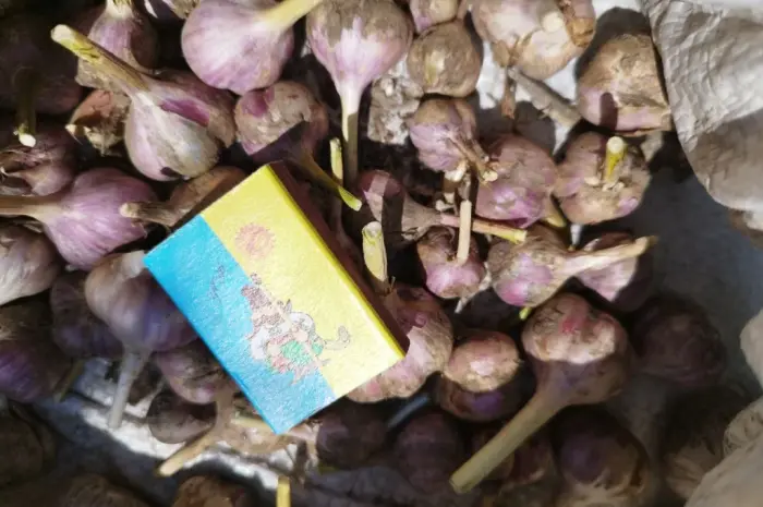 Продам чеснок озимый большой и на посадку 1 репродукции- фото № 5