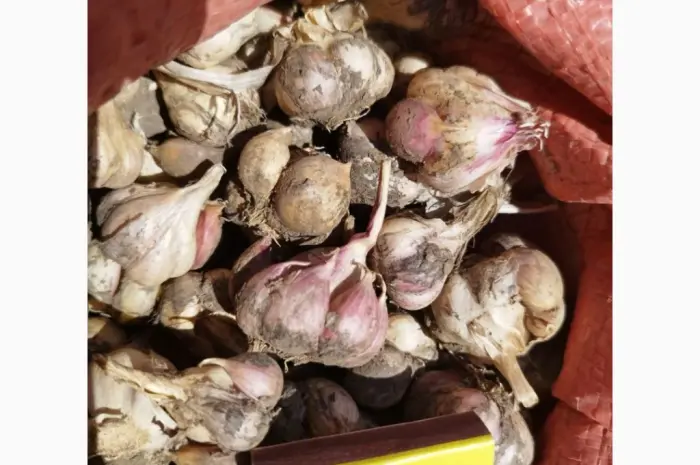 Продам чеснок озимый большой и на посадку 1 репродукции- фото № 7