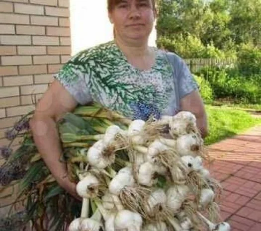 Рокамболь крупный чеснок (однозубка) на продажу- фото № 1