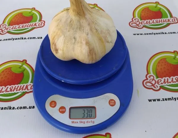 Рокамболь крупный чеснок (однозубка) на продажу- фото № 2