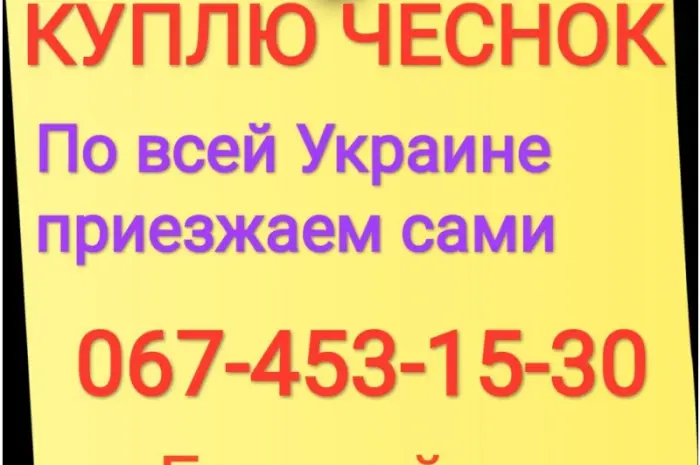 Куплю чеснок по всей Украине только товарный- фото № 1