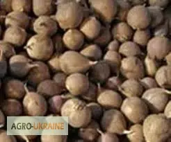 Оригінальне насіння часнику на посадку воздушка- фото № 4