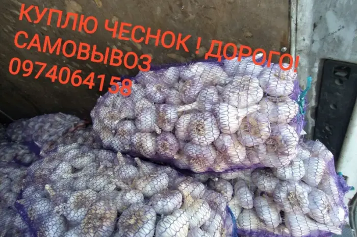 Куплю чеснок дорого оптом- фото № 1