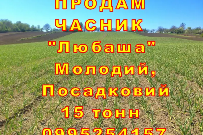 Опт 15 тонн ПРОДАМ Часник Любаша Товарний Молодий Сухий Чеснок Посадочный Garlic- фото № 1