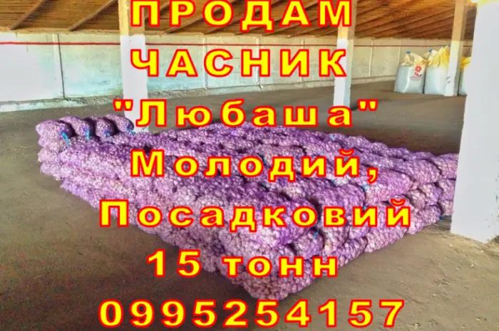 Опт 15 тонн ПРОДАМ Часник Любаша Товарний Молодий Сухий Чеснок Посадочный Garlic- фото № 2