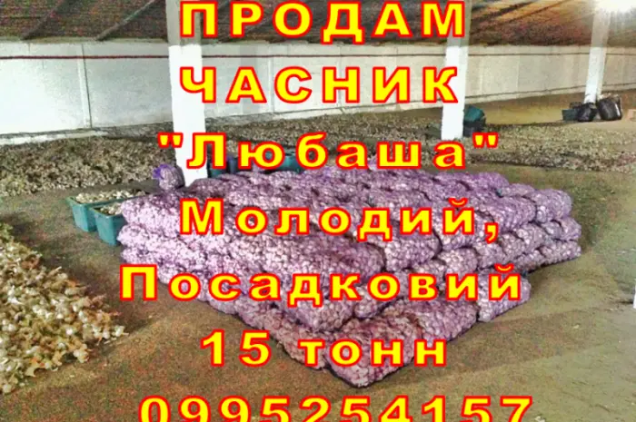 Опт 15 тонн ПРОДАМ Часник Любаша Товарний Молодий Сухий Чеснок Посадочный Garlic- фото № 3