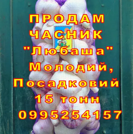 Опт 15 тонн ПРОДАМ Часник Любаша Товарний Молодий Сухий Чеснок Посадочный Garlic- фото № 4