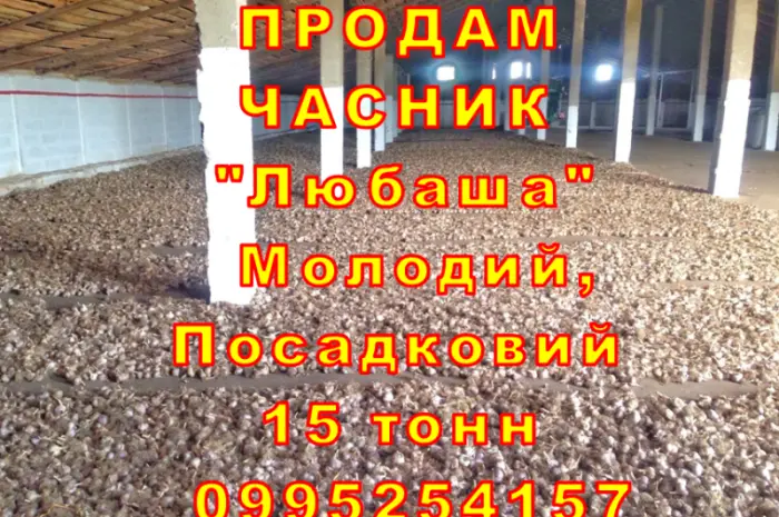Опт 15 тонн ПРОДАМ Часник Любаша Товарний Молодий Сухий Чеснок Посадочный Garlic- фото № 5