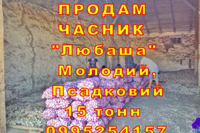Опт 15 тонн ПРОДАМ Часник Любаша Товарний Молодий Сухий Чеснок Посадочный Garlic- фото № 6