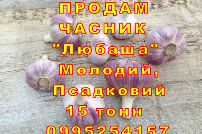 Опт 15 тонн ПРОДАМ Часник Любаша Товарний Молодий Сухий Чеснок Посадочный Garlic- фото № 8