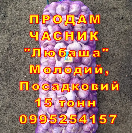 Опт 15 тонн ПРОДАМ Часник Любаша Товарний Молодий Сухий Чеснок Посадочный Garlic- фото № 9