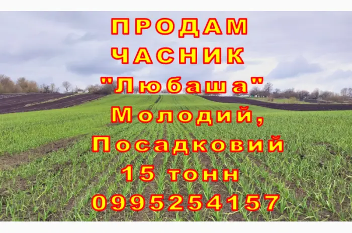 Опт 15 тонн ПРОДАМ Часник Любаша Товарний Молодий Сухий Чеснок Посадочный Garlic- фото № 10