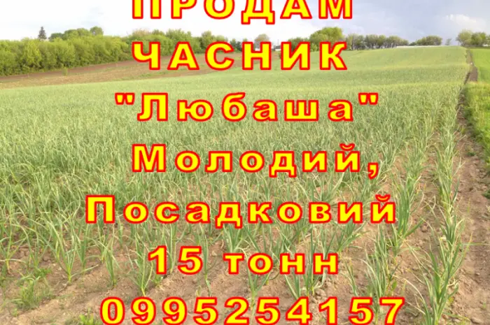 Опт 15 тонн ПРОДАМ Часник Любаша Товарний Молодий Сухий Чеснок Посадочный Garlic- фото № 11