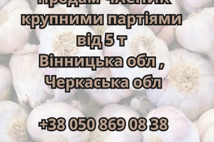 Продам крупными партиями чеснок от 5 тонн- фото № 1