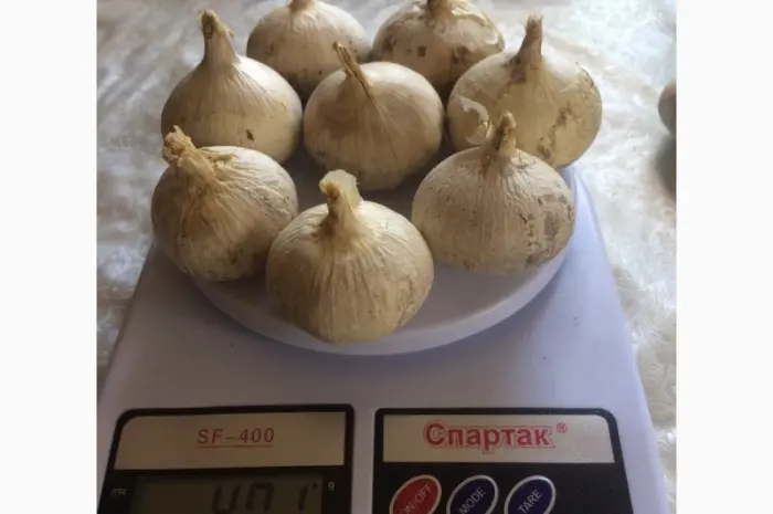 Продам Рокамболь семена- фото № 2