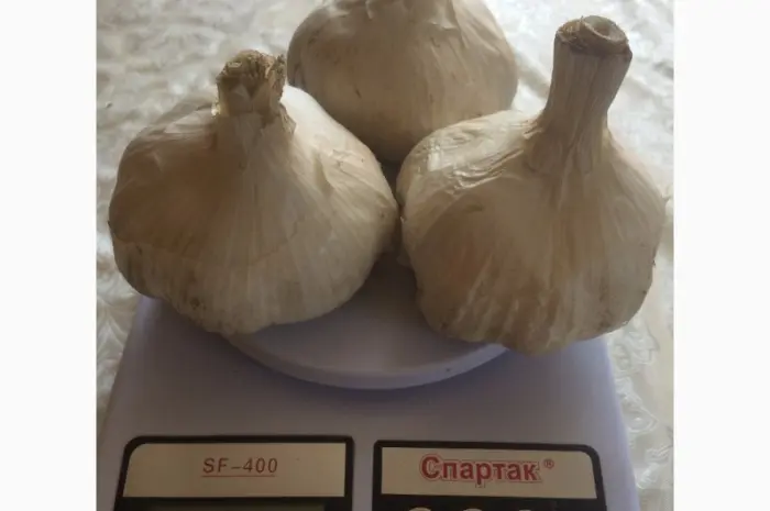 Продам Рокамболь семена- фото № 7