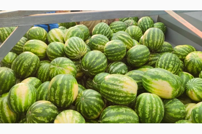 Кавуни та дині на продаж- фото № 6