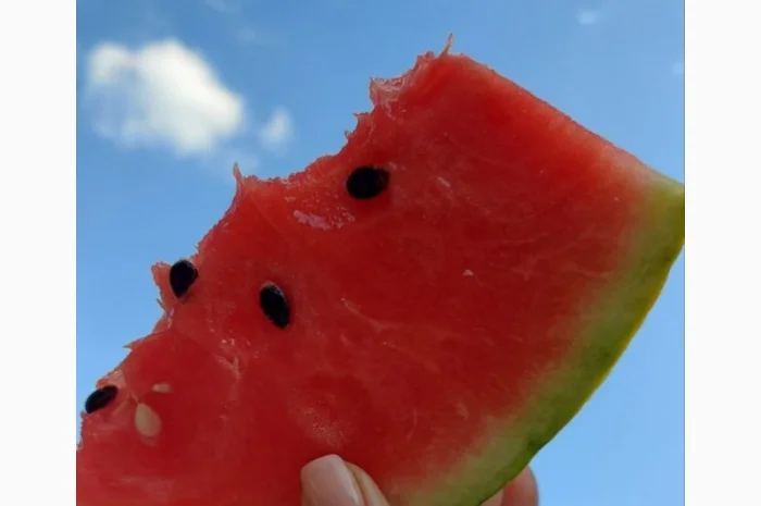 Кавуни та дині на продаж- фото № 8