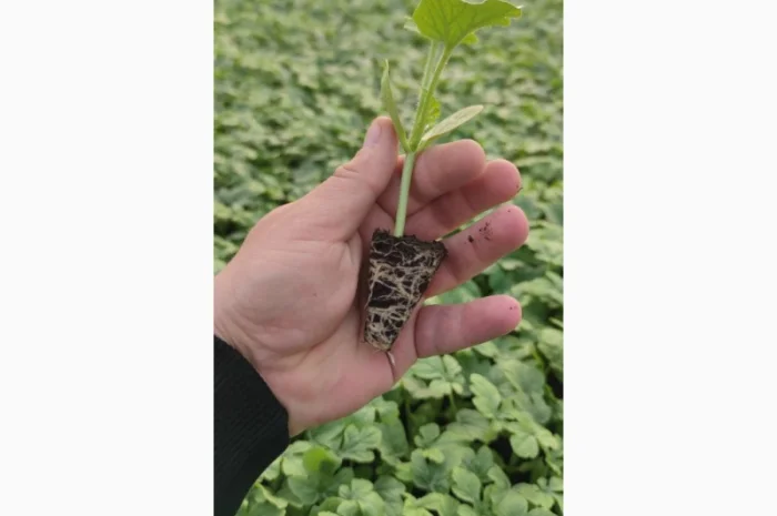 Кавуни та дині на продаж- фото № 9