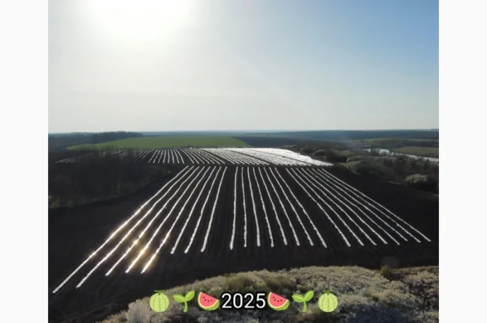 Кавуни та дині на продаж- фото № 10