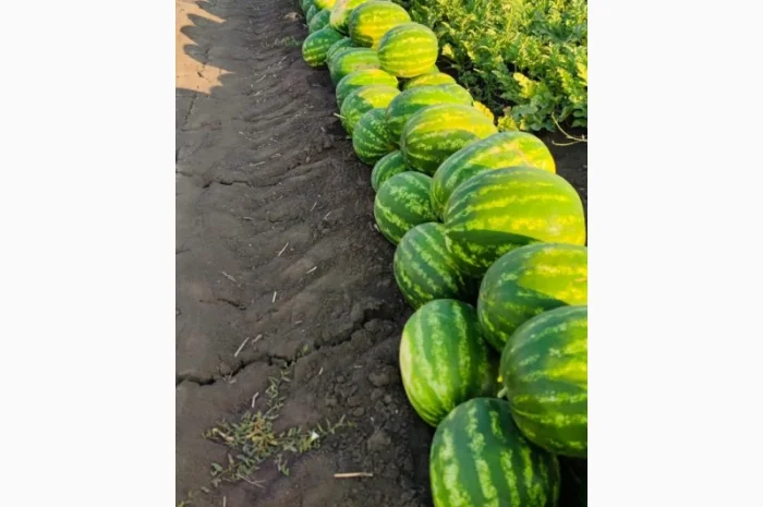 Кавуни та дині на продаж- фото № 4