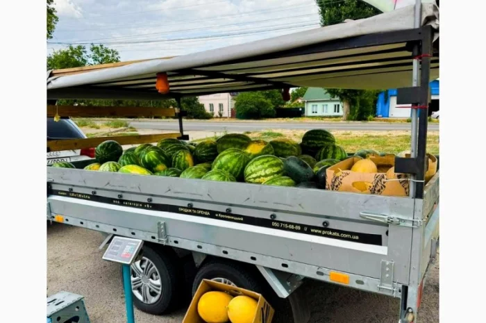 Кавуни та дині на продаж- фото № 5