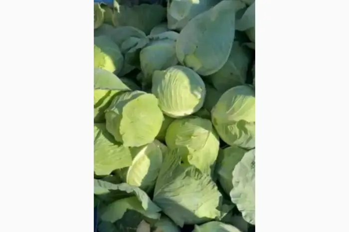 Продам капусту молодую- фото № 1
