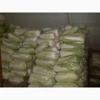 Продам пекинскую капусту от фермера. От 5 тонн- фото № 2