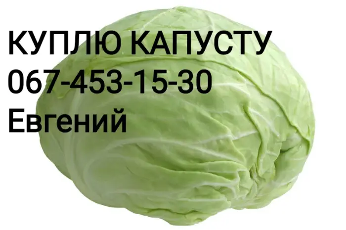 Куплю капусту оптом (1-3 кг)- фото № 1