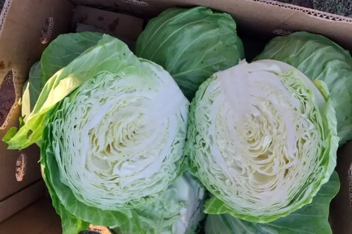 Продам молодую капусту- фото № 3